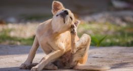 Susana González, veterinaria: “Por cada pulga que puedes ver sobre tu perro, hay 9 escondidas que no se ven”