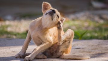 Susana González, veterinaria: “Por cada pulga que puedes ver sobre tu perro, hay 9 escondidas que no se ven”