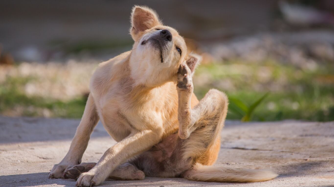 La veterinaria aconsejó la prevención de las pulgas. (Foto: Adobe Stock)