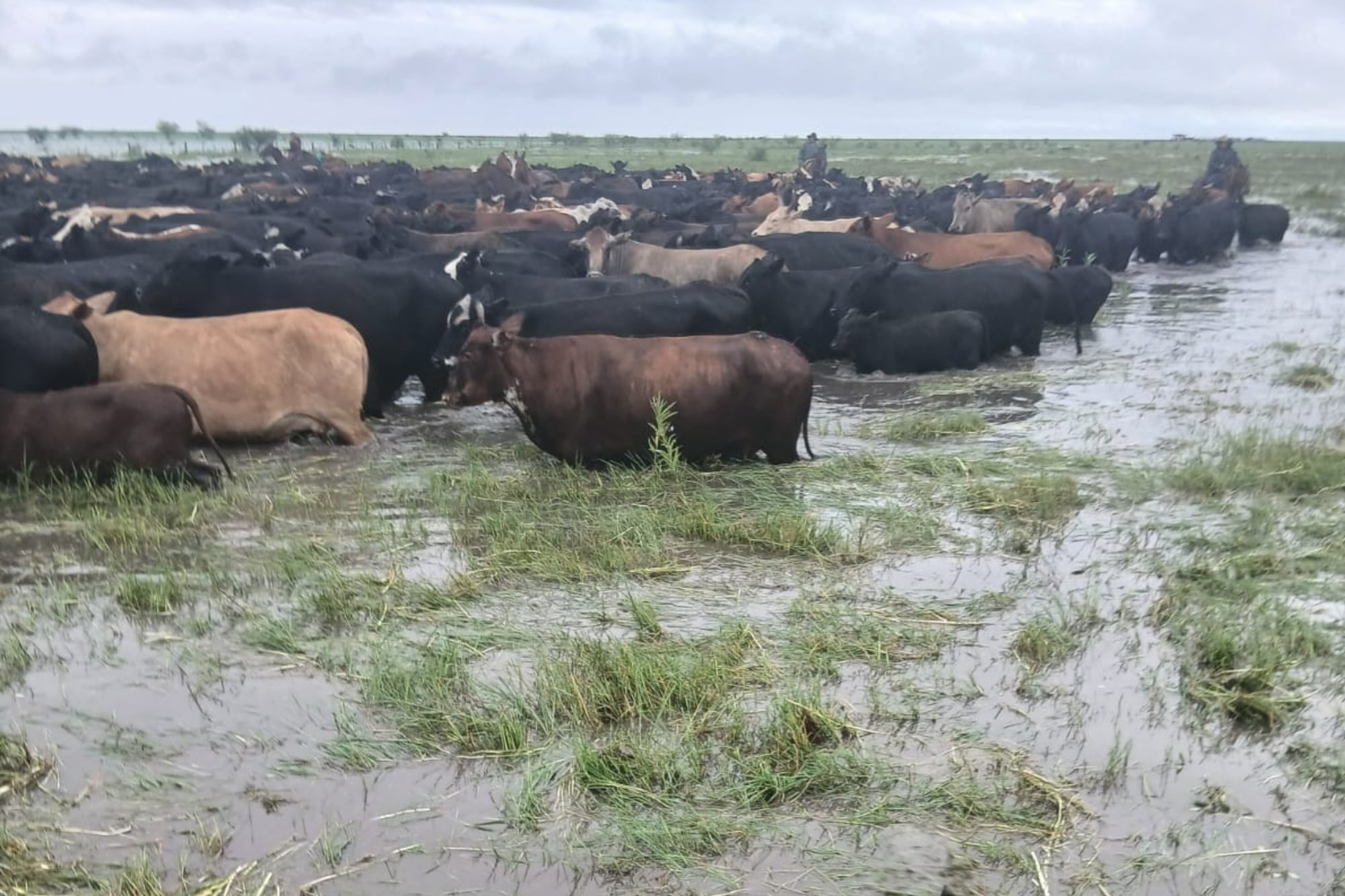 La Secretaría aconsejó proteger especialmente a las vacas próximas a parir y a los terneros ante posibles excesos de agua