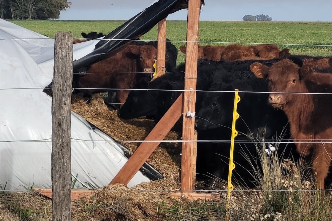 Terneros comiendo silo de autoconsumo de cebada