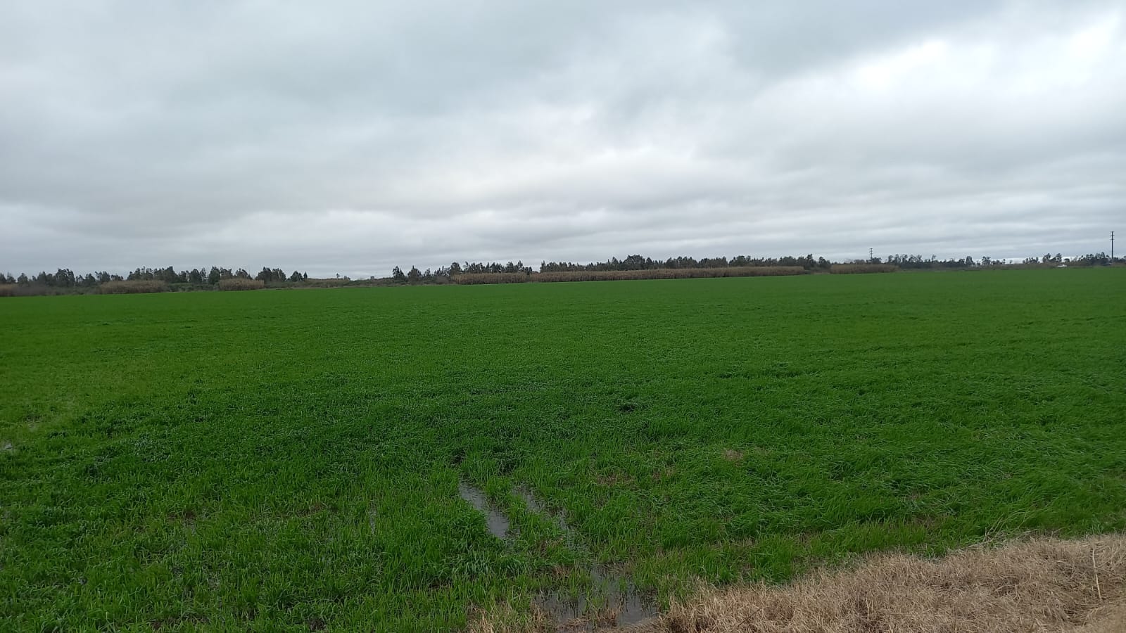 Lote de trigo bajo un clima de lluvias moderadas que permite encarar la presiembra de gruesa con perspectivas de rentabilidad del 35%. (Foto: TN).