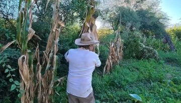 Tiene 67 y vive en soledad en el corazón del monte cordobés: “Hay que aprovechar la tierra para producir alimentos sanos para uno”