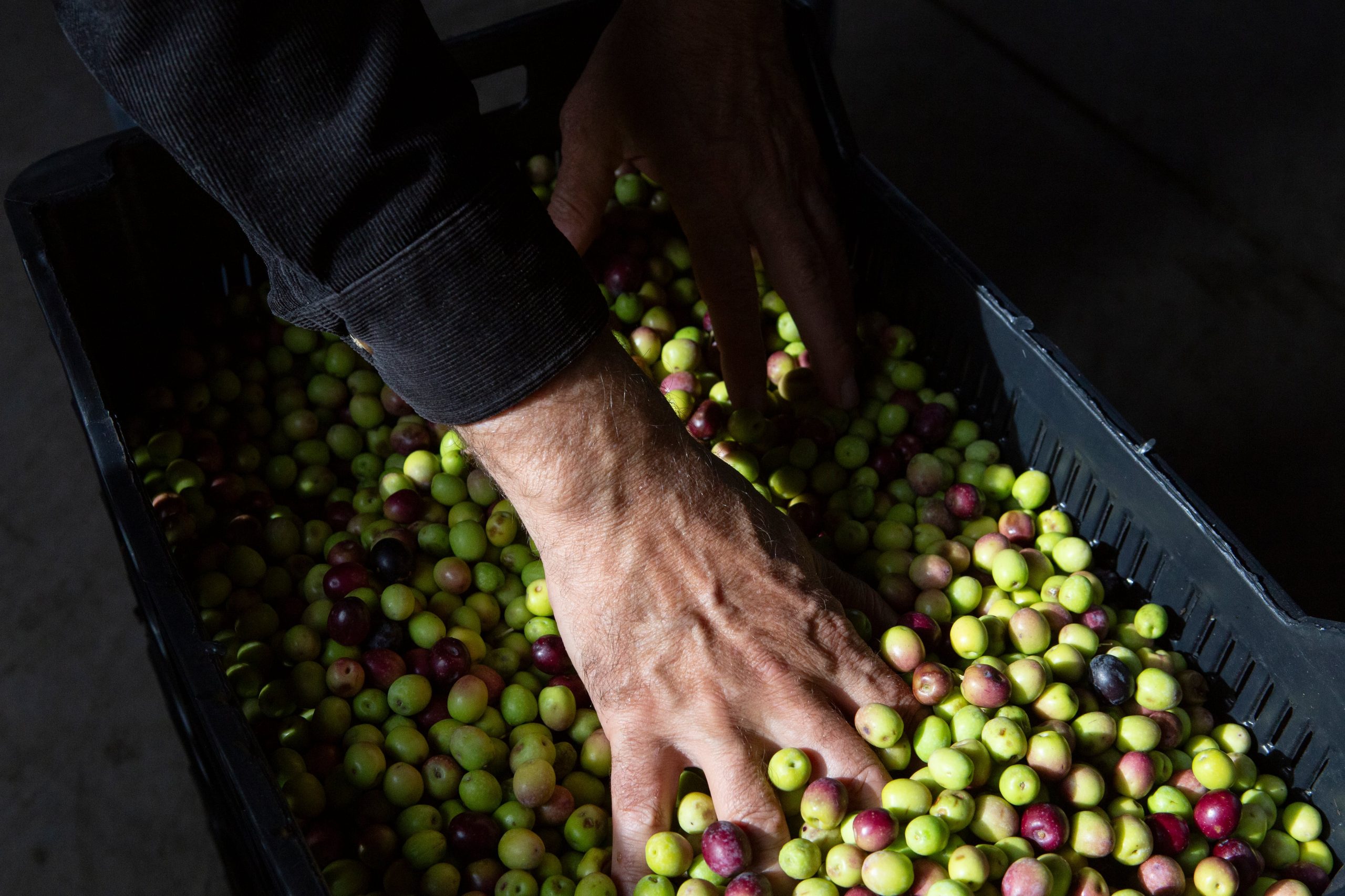 Las aceitunas se prensan el mismo día de la cosecha para conservar aroma, sabor y propiedades.