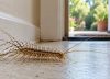 Si ves un ciempiés en tu casa o jardín, te contamos qué significa y por qué es una mala noticia