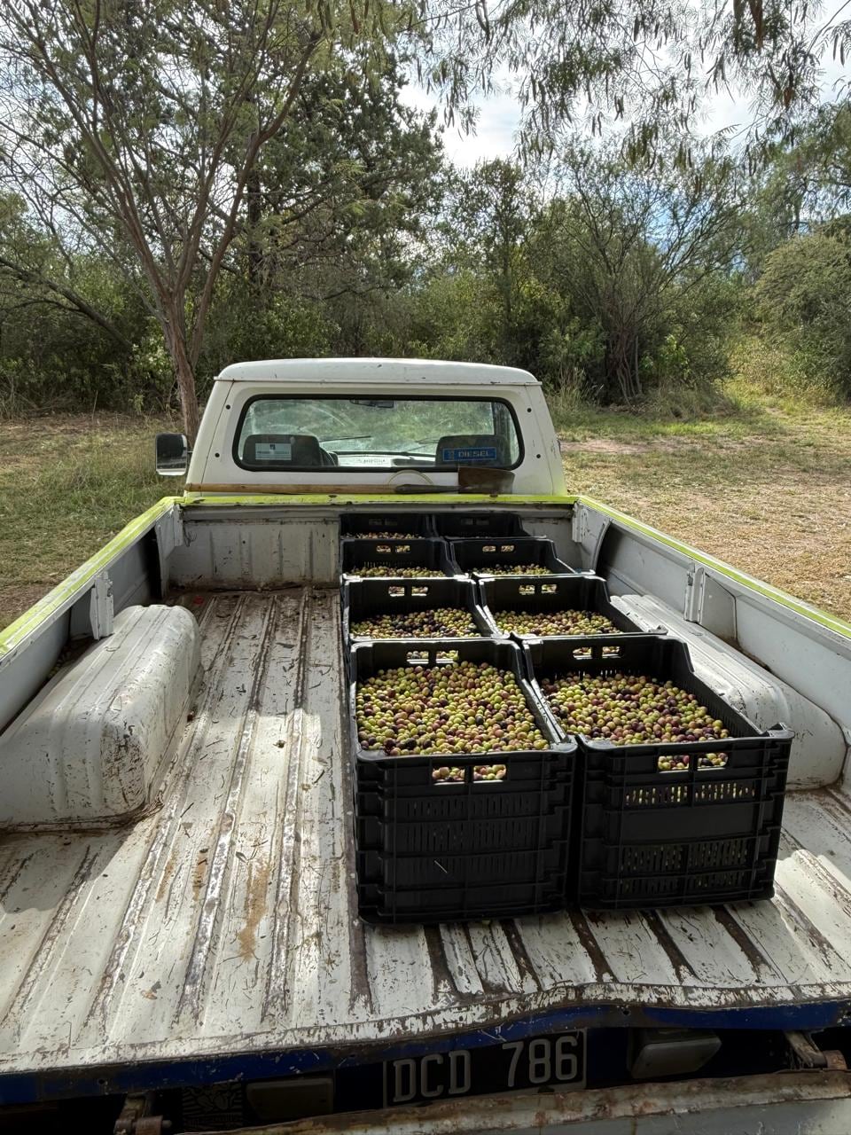 La cosecha se realiza de manera totalmente manual y las aceitunas se procesan el mismo día para preservar su frescura.