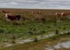 “Se nos viene la noche”: la crecida del río Uruguay por El Niño enciende las alarmas en los campos de Corrientes y Entre Ríos