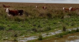 “Se nos viene la noche”: la crecida del río Uruguay por El Niño enciende las alarmas en los campos de Corrientes y Entre Ríos