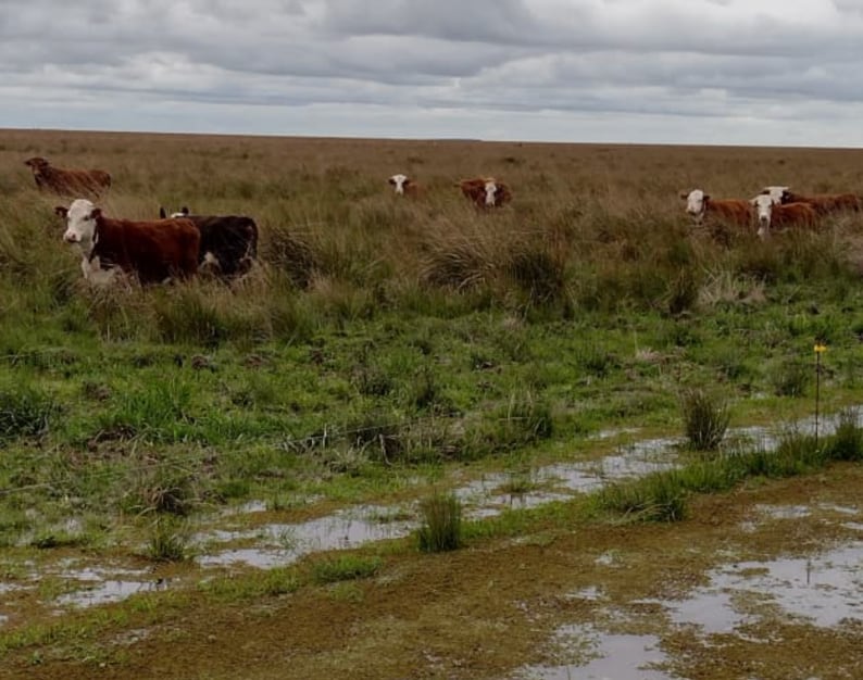 Las lluvias persistentes y la crecida del río Uruguay complican a los productores ganaderos de Corrientes, donde los campos bajos pierden superficie de pastoreo por la acumulación de agua