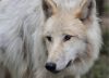 Una nena de 8 años está grave tras ser atacada por lobos en un zoológico