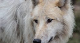 Una nena de 8 años está grave tras ser atacada por lobos en un zoológico