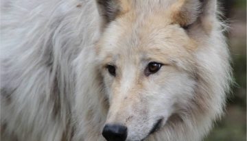 Una nena de 8 años está grave tras ser atacada por lobos en un zoológico