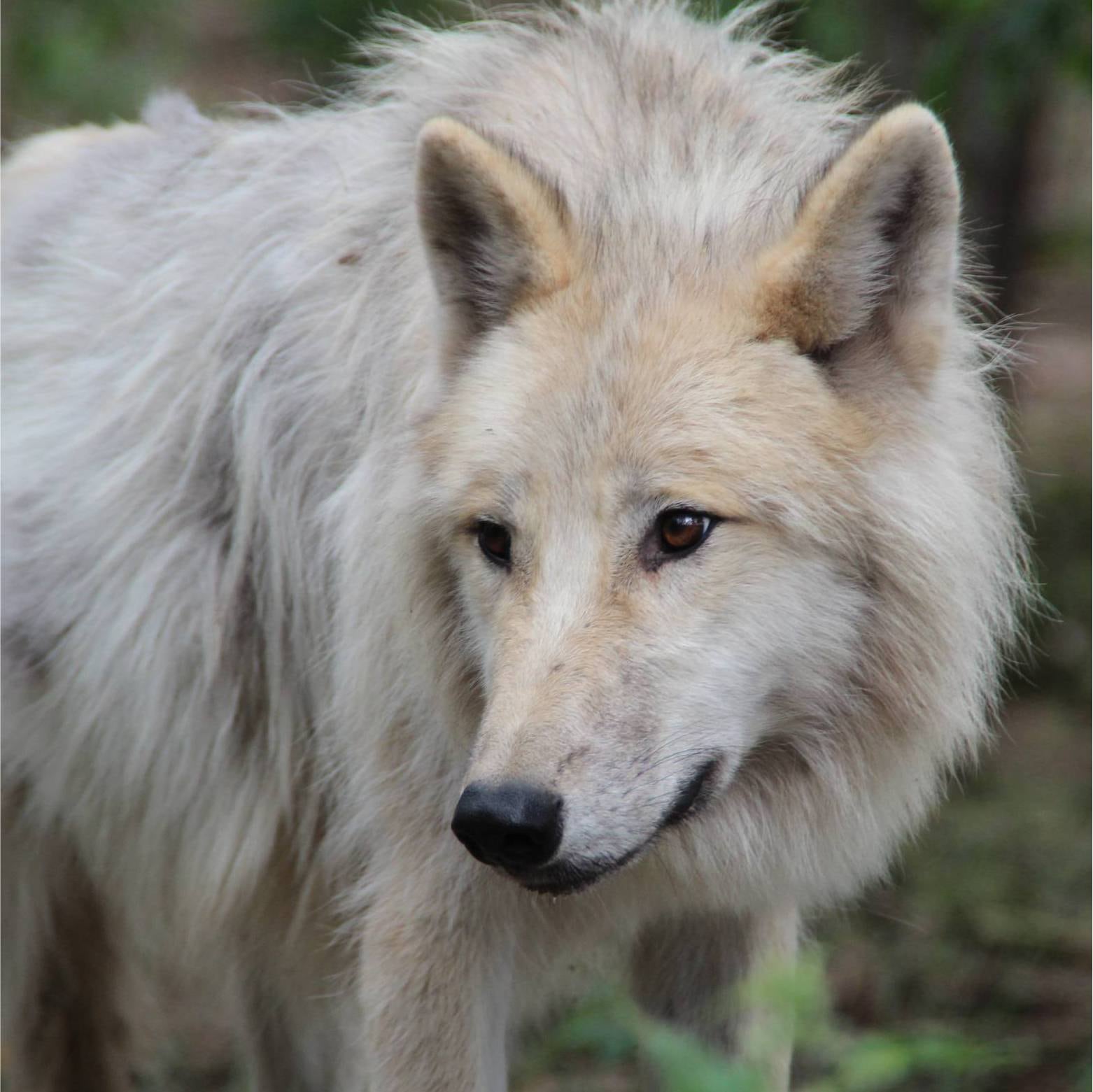 En el parque Johannismühle hay lobos polares y grises. (Foto: gentileza Johannismühle).