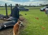 Por qué los caballos son tan vulnerables a los rayos y qué les pasó a los animales que murieron en el Jockey Club de San Isidro