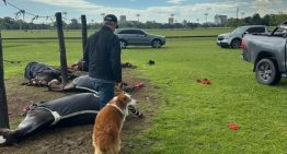 Por qué los caballos son tan vulnerables a los rayos y qué les pasó a los animales que murieron en el Jockey Club de San Isidro