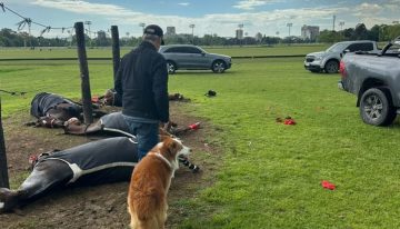 Por qué los caballos son tan vulnerables a los rayos y qué les pasó a los animales que murieron en el Jockey Club de San Isidro