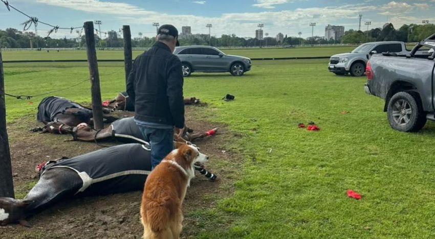 Por qué los caballos son tan vulnerables a los rayos y qué les pasó a los animales que murieron en el Jockey Club de San Isidro