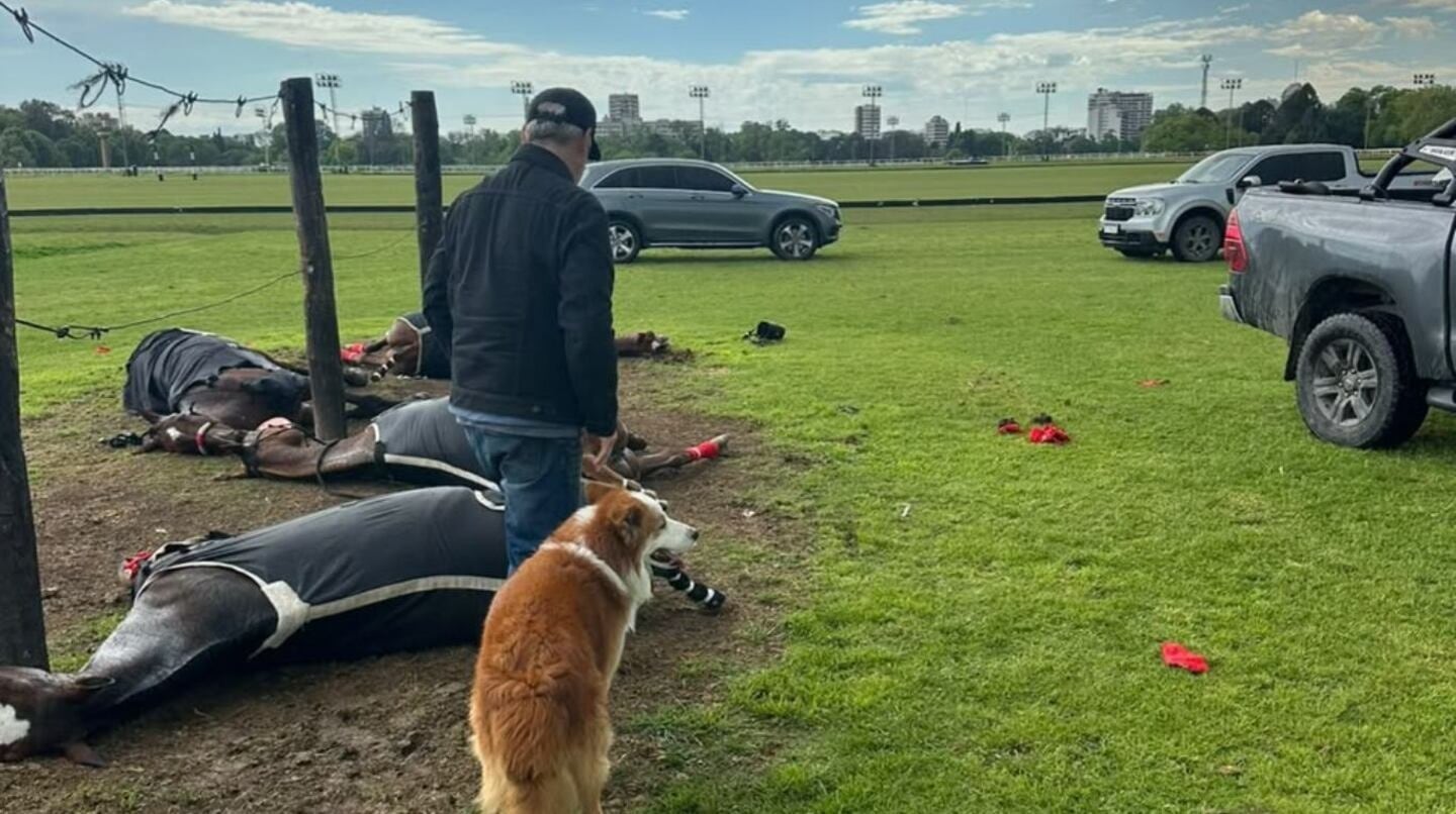 Las yeguas que murieron en San Isidro