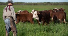 La pregunta que cambió todo: una familia se animó a un negocio que no tenía en sus planes con la carne y hoy llega a Suiza, Dubái, Estados Unidos e Israel