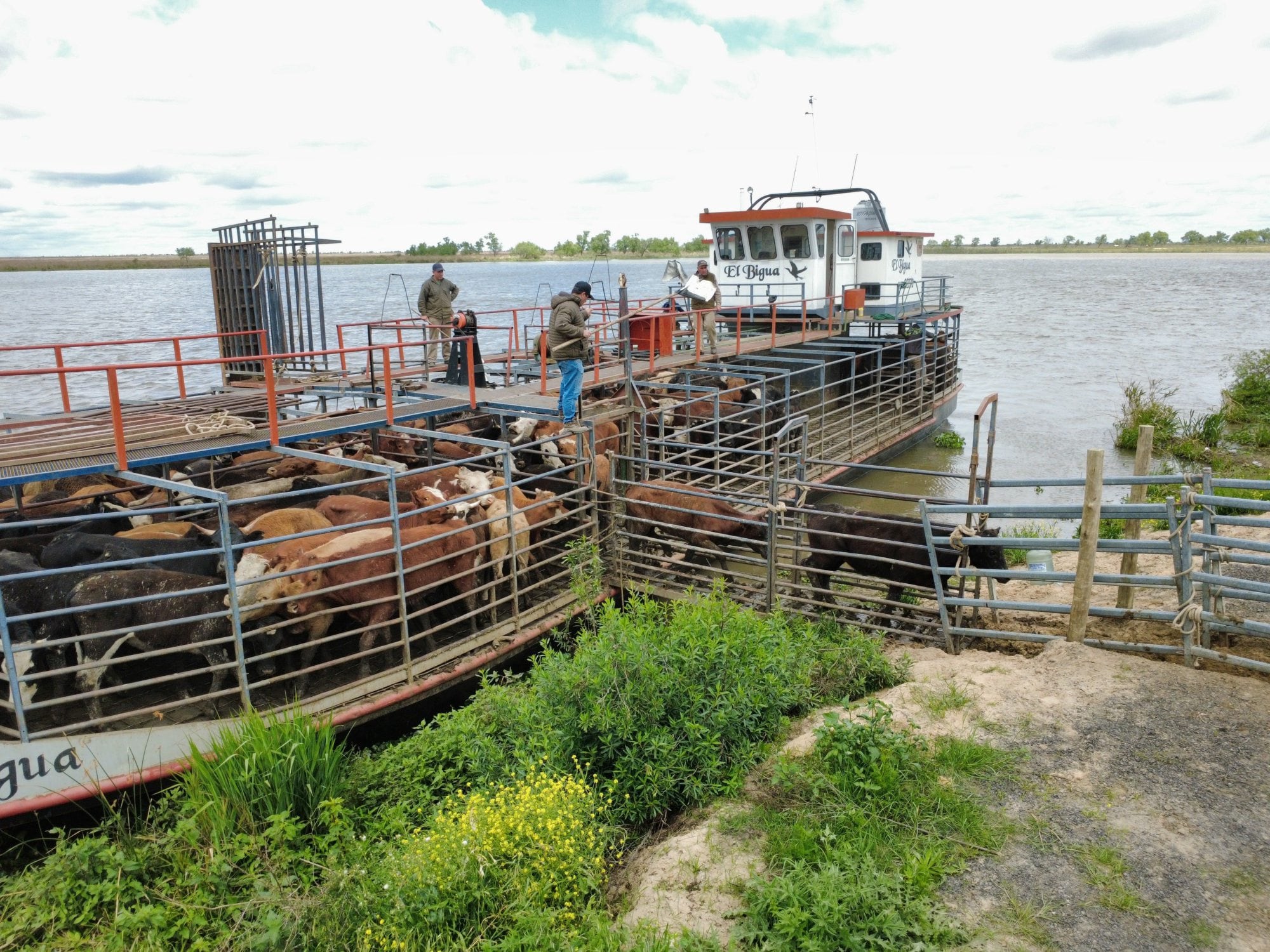 Inundaciones en las islas entrerrianas entre Rosario y Victoria; muchos productores, por precaución, eligen trasladar los animales hacia otros lugares en prevención de mayores crecidas