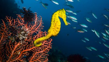 37 millones de caballitos de mar al año: el comercio de vida silvestre es mucho mayor de lo que se creía