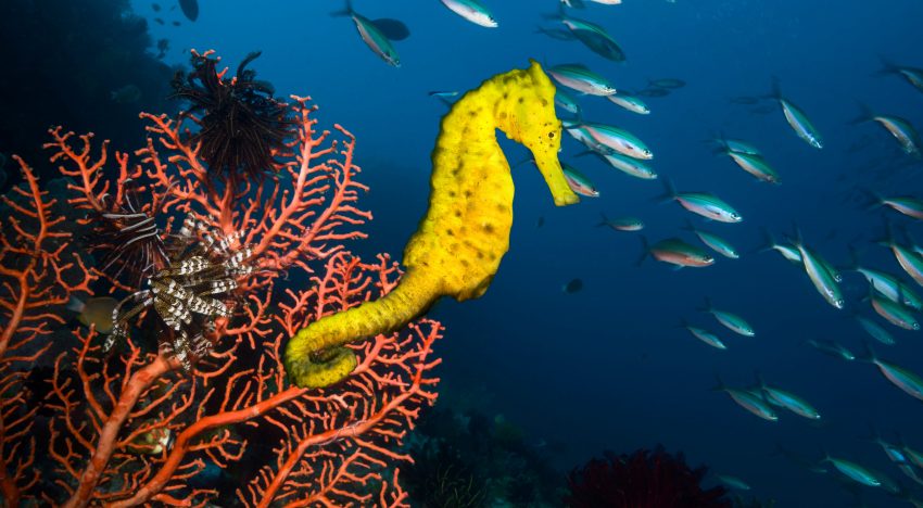 37 millones de caballitos de mar al año: el comercio de vida silvestre es mucho mayor de lo que se creía