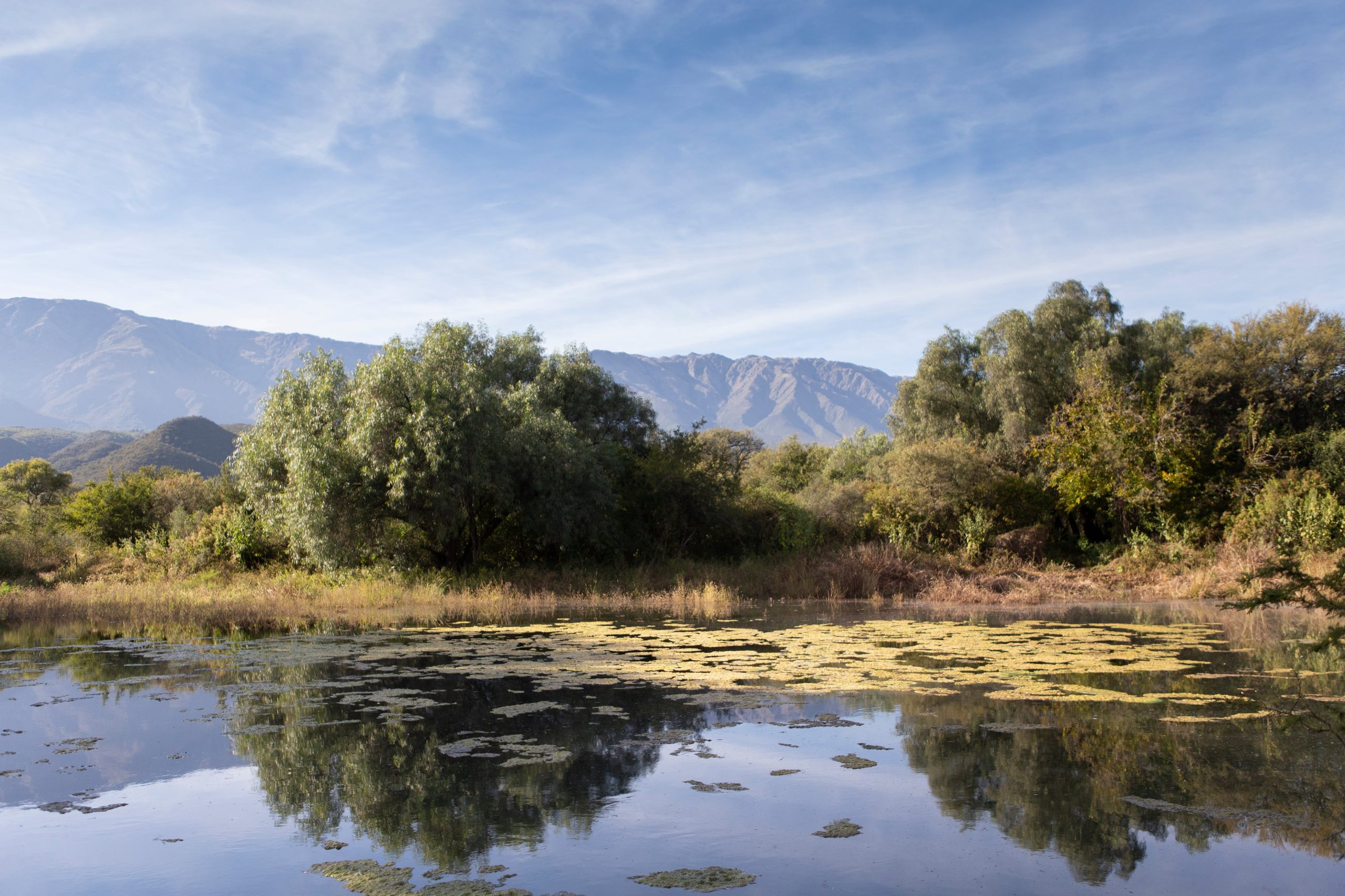 El microclima de Traslasierra y sus más de 300 días de sol al año favorecen el desarrollo de aceitunas de alta calidad. 