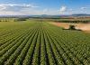 ¿Qué necesita el agro argentino para desplegar su potencial? Las diferencias con Brasil en precios, crédito y tecnología