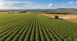 ¿Qué necesita el agro argentino para desplegar su potencial? Las diferencias con Brasil en precios, crédito y tecnología