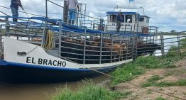 “El agua viene fuerte”: en las islas del Litoral se profundiza el éxodo de miles de animales y de pobladores ante el acecho de la crecida