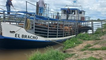 “El agua viene fuerte”: en las islas del Litoral se profundiza el éxodo de miles de animales y de pobladores ante el acecho de la crecida