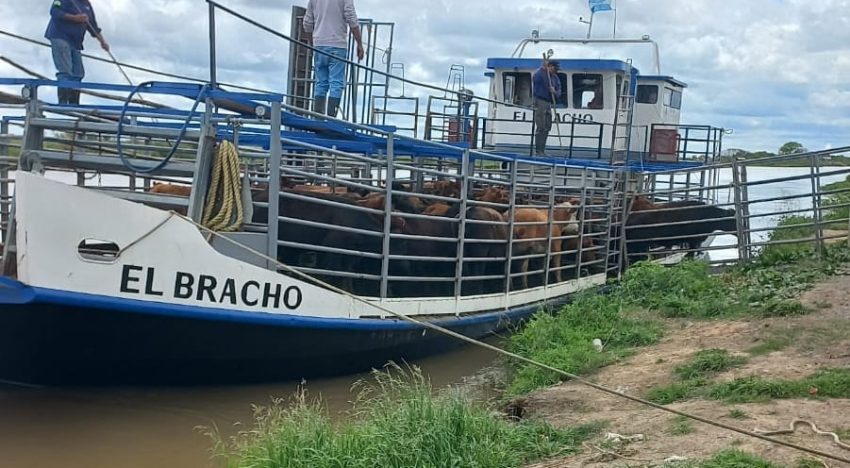 “El agua viene fuerte”: en las islas del Litoral se profundiza el éxodo de miles de animales y de pobladores ante el acecho de la crecida