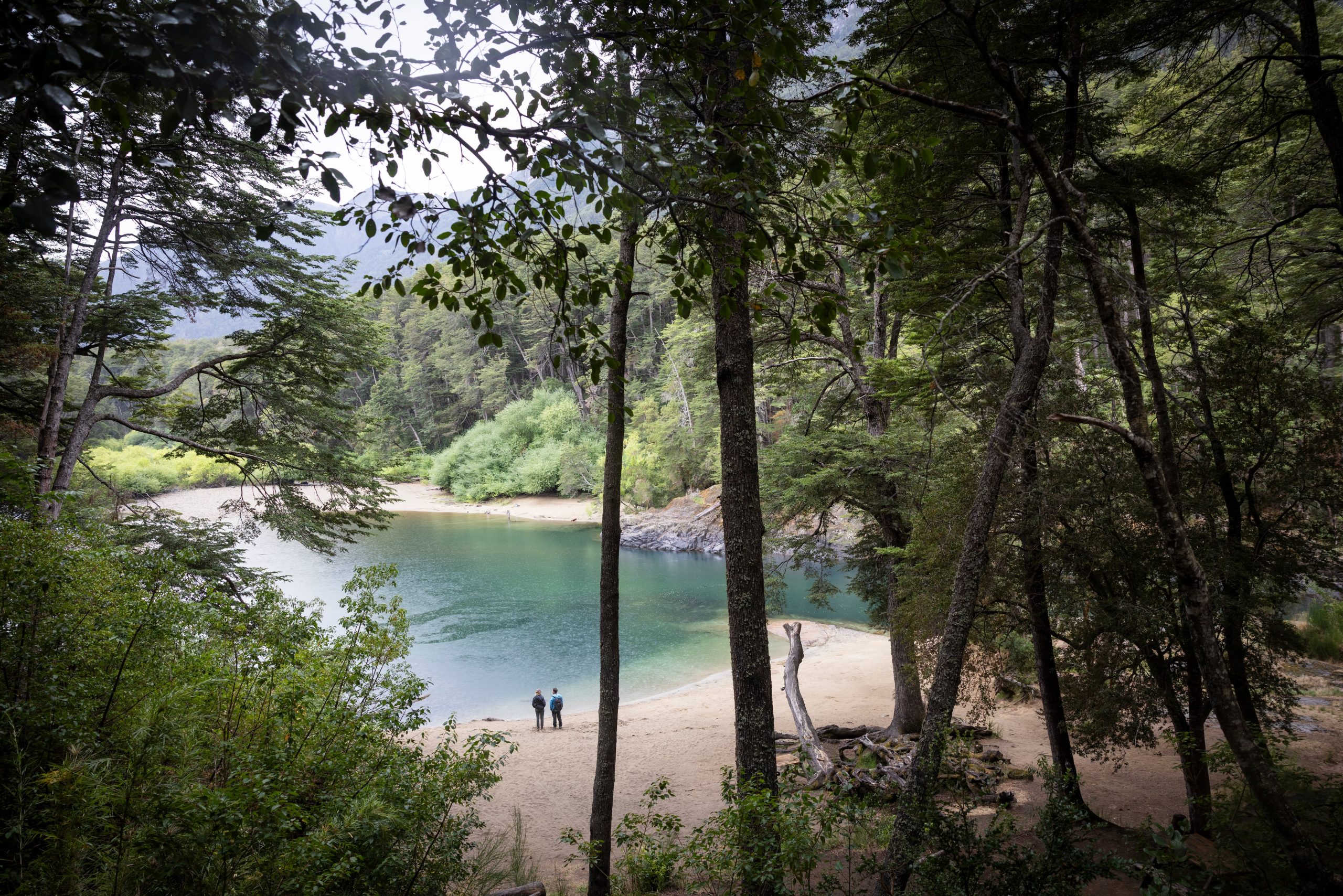 De aguas cristalinas y color esmeralda, el río Manso atraviesa bosques andino-patagónicos rumbo a Chile.