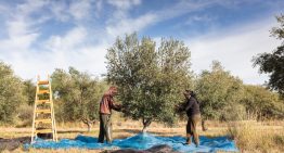 Compraron un olivar abandonado y producen uno de los aceites premiados del país