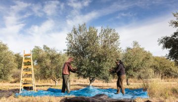 Compraron un olivar abandonado y producen uno de los aceites premiados del país
