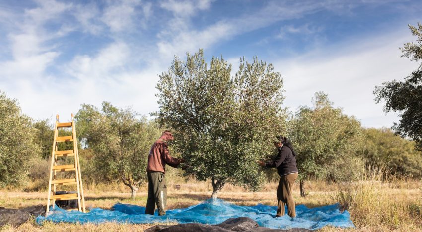 Compraron un olivar abandonado y producen uno de los aceites premiados del país
