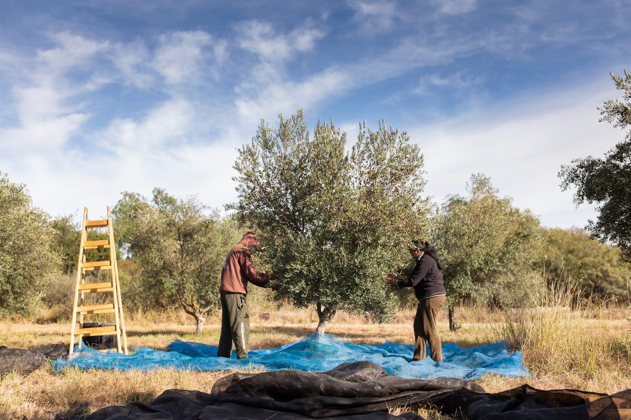 Entre abril y mayo, los olivares de Luyaba entran en plena actividad con una recolección artesanal que comienza al amanecer.