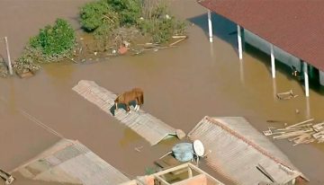 Inundaciones en Brasil: Caballo quedó atrapado en el techo de una casa