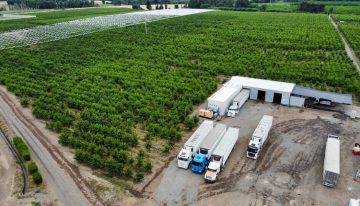 De La Araucanía a China: Cerezas de Malleco ganan espacio en el gigante asiático