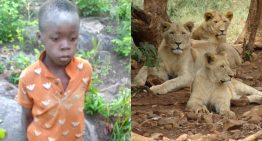 Niño sobrevive cinco días perdido en un parque lleno de leones en Zimbabue