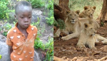 Niño sobrevive cinco días perdido en un parque lleno de leones en Zimbabue