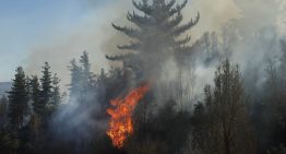 Alerta roja para Los Sauces por incendio forestal que amenaza sectores poblados