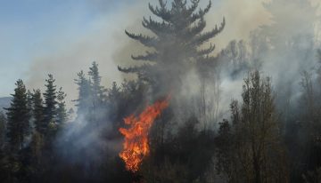 Alerta roja para Los Sauces por incendio forestal que amenaza sectores poblados