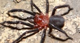 Descubren nueva especie de araña en Talca: La Calathotarsus Gigas