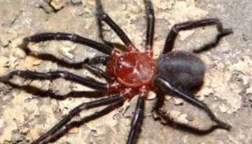 Descubren nueva especie de araña en Talca: La Calathotarsus Gigas