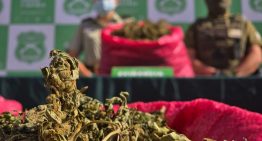 Segundo decomiso más grande en la región: Más de 15 mil plantas de marihuana incautadas en Coquimbo