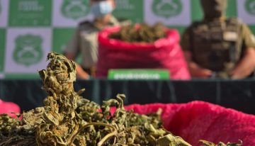 Segundo decomiso más grande en la región: Más de 15 mil plantas de marihuana incautadas en Coquimbo