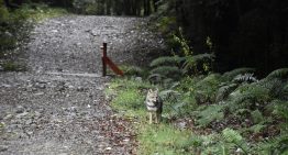 Conaf rebaja tarifa a jóvenes en todos los parques nacionales de Chile