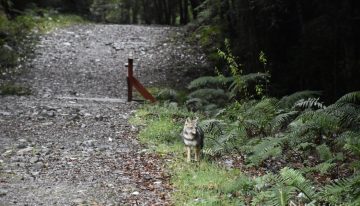 Conaf rebaja tarifa a jóvenes en todos los parques nacionales de Chile