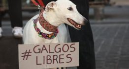 Solicitan al Presidente Boric que prohíba las carreras de perros galgos